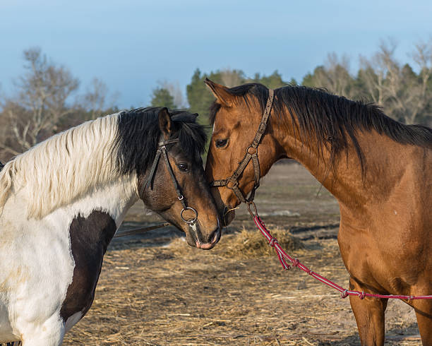 istock Horses. Ukraine. March 7, 2016. 514738064