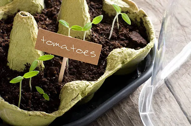 Tomato seedlings in mini-greenhouse with lettering