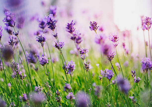 istock Lavender in meadow during sunrise 514739662