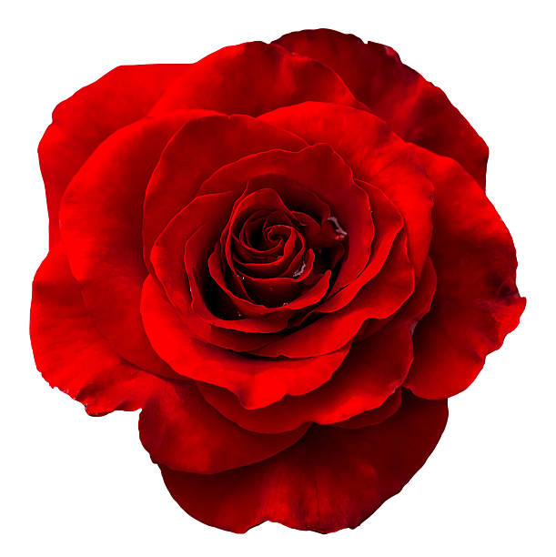 Red rose isolated on the white background stock photo