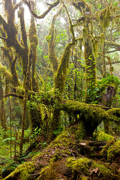 istock Magic vision in the National Park Garajonay 514753759