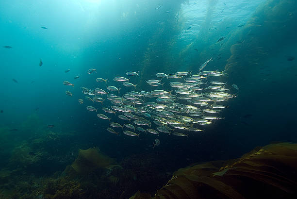 istock Sardine School of fish swimming 514755365