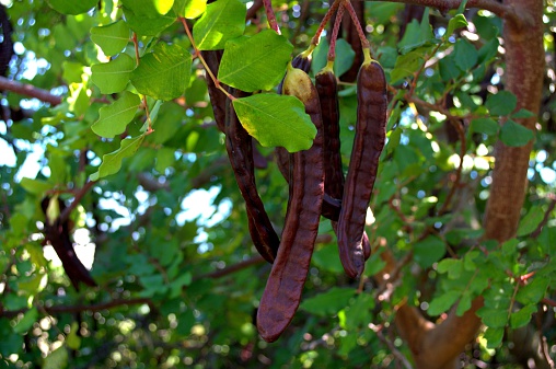 Carob tree with green leaves; many branches with pods of ripe locust beans, dark brown color; five pods in the foreground.