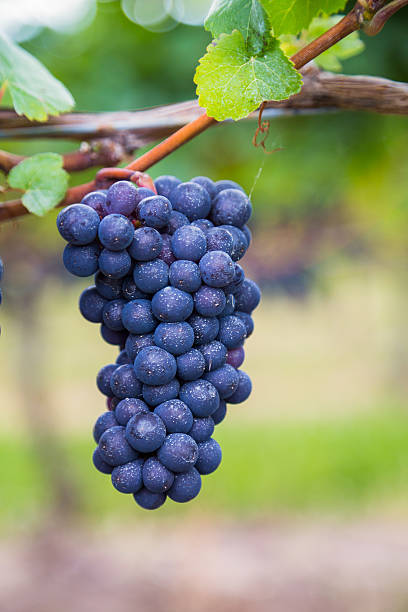 uva in vigneto primo piano - dark blue grapes foto e immagini stock