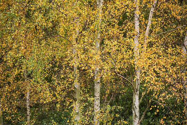 Beautiful Autumn color in forest Stunning Autumn color trees in forest birch gold group review of gold stock pictures, royalty-free photos & images