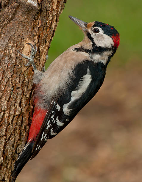 istock great spotted woodpecker (Dendrocopos major) on the barrel of tree 514757893