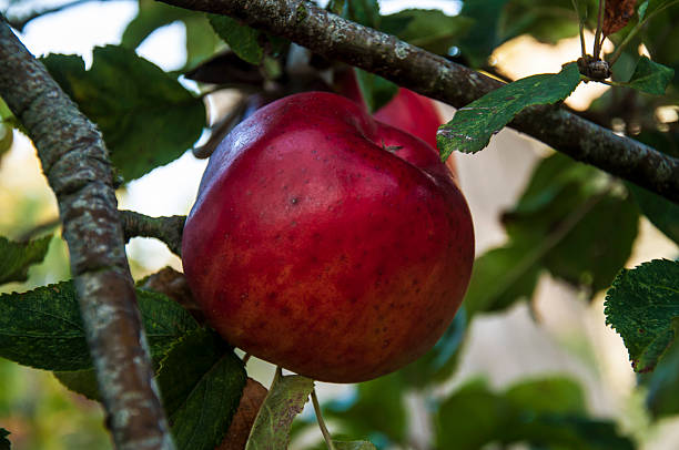 istock Time of the plenty. 514758047