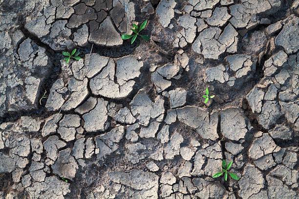 istock green plants and a dry land 514767532