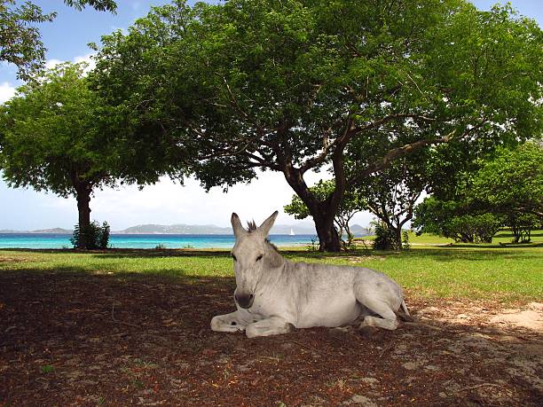 donkey horse mule lying in shade by sea beach stock photo