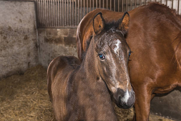 istock Foal with mare in the stall. Ukraine. March 7, 2016. 514770456