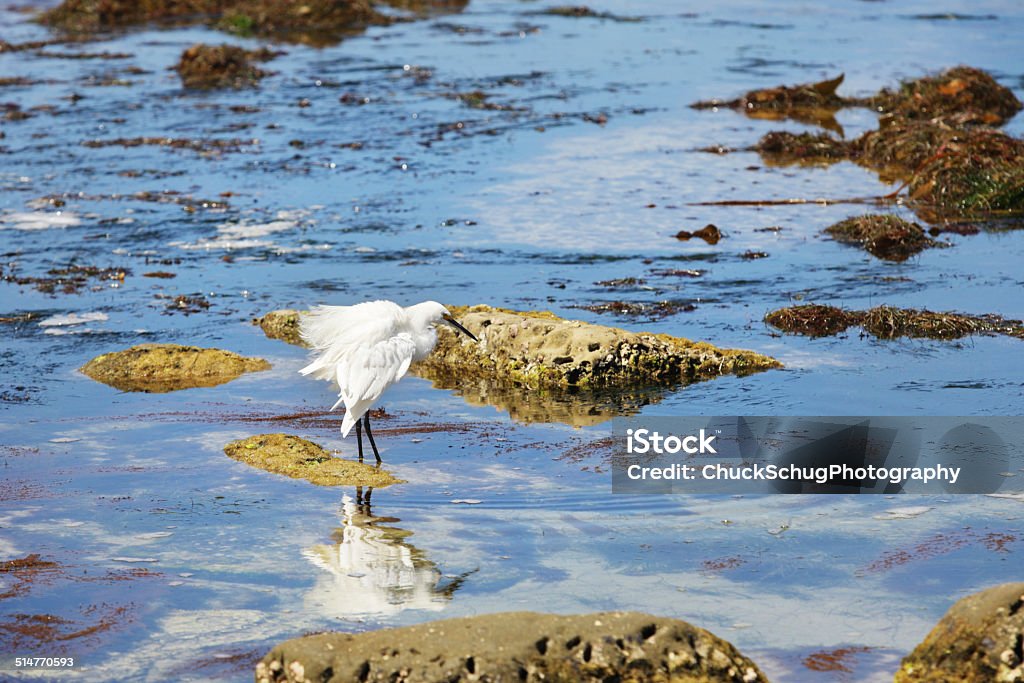 Snowy Egret Egretta thula Heron Bird A Snowy Egret in a tidal pool at sunrise - Egretta thula - a small white heron, family Ardeidae.  La Jolla, California, 2014. Animal Stock Photo