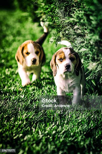 Due Cuccioli Beagle Vicino Di Una Siepe - Fotografie stock e altre immagini di Ambientazione esterna - Ambientazione esterna, Animale, Animale da compagnia