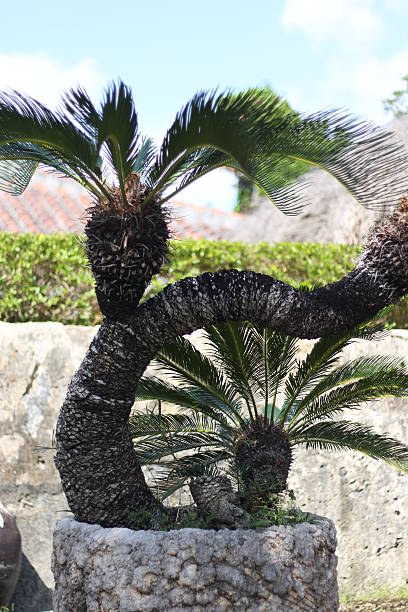 Energetic palm tree, Okinawa, Japan