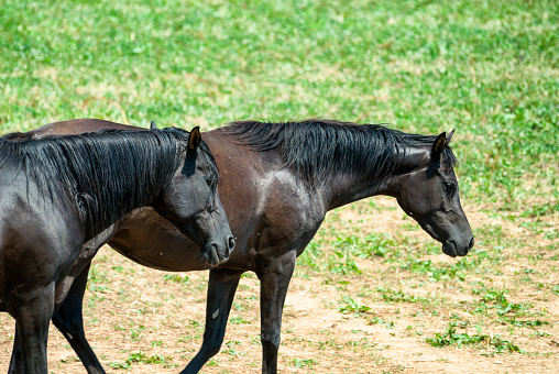 Onaqui Wild Horse Herd in natural environment