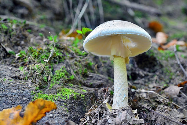 버섯 phalloides - moss fungus mushroom plant 뉴스 사진 이미지