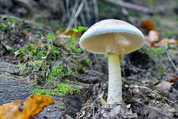 amanita phalloides amanita phalloides on the ground fungus gill stock pictures, royalty-free photos & images