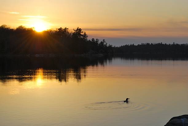Canadian Sunset With the silhouette of a loon, a forest of tall white pines and an incredible sky being reflected by the water, this image captures the essence of Canada. loon bird stock pictures, royalty-free photos & images
