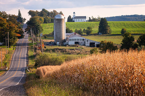istock Autumn Afternoon, Ripe Corn, Central New York State 514772287