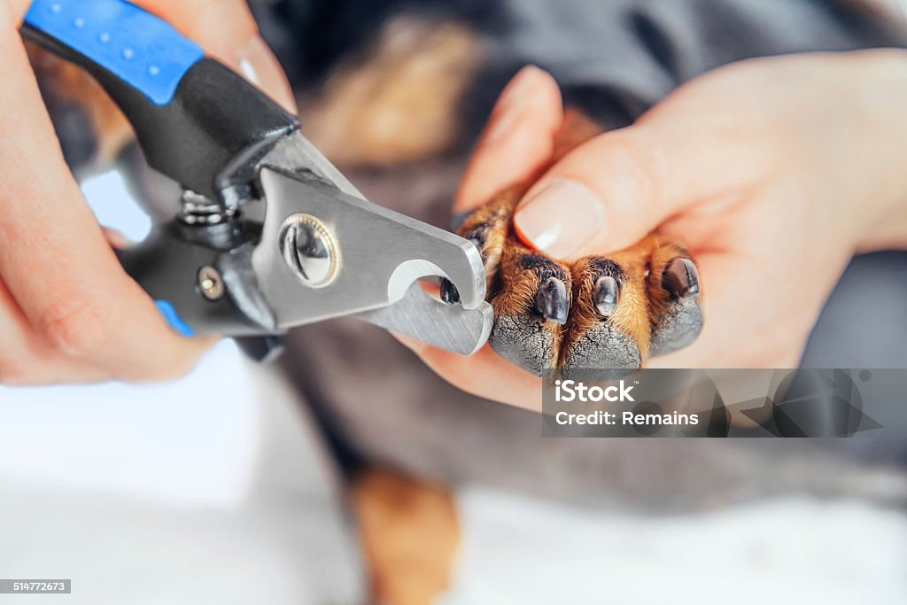 Woman is cutting nails of dog Unrecognizable woman is cutting nails of dog dachshund Dog Stock Photo