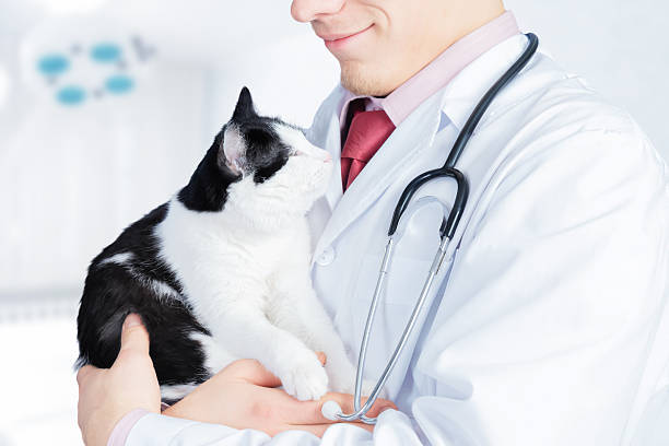 istock Vet holds a feline 514772831