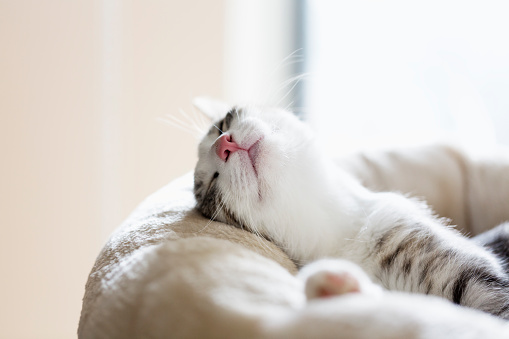 cute tabby cat lying on cushion, sleeping, deeply relaxed, focus on nose and mouth