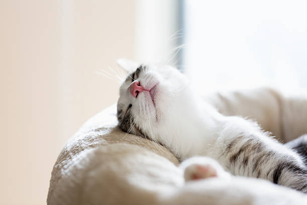 tabby cat relaxation stock photo