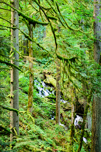 Stream running thru a temperate rainforest.  Trees and rocks covered in moss.  Columbia River Gorge, Oregon