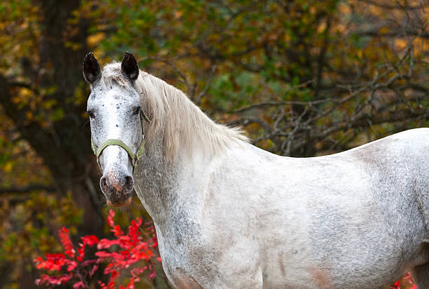 istock Horse in the Woods 514773131