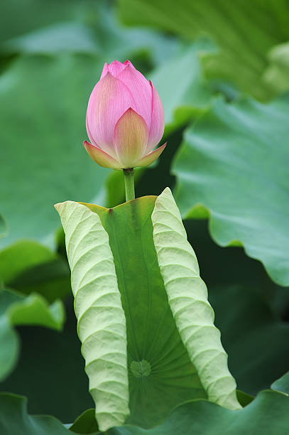 istock blooming lotus flower 514774127