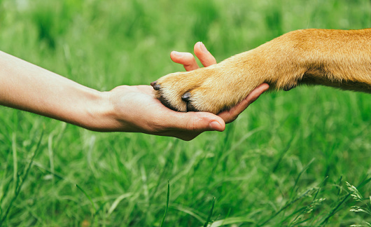 Dog paw and human hand are doing handshake on nature, friendship