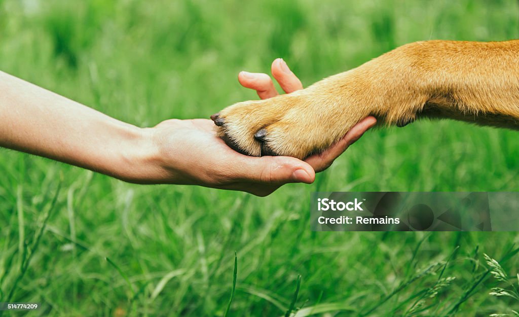 Cão paw e Mão humana está fazendo aperto de mão - Foto de stock de Pata com Garras royalty-free