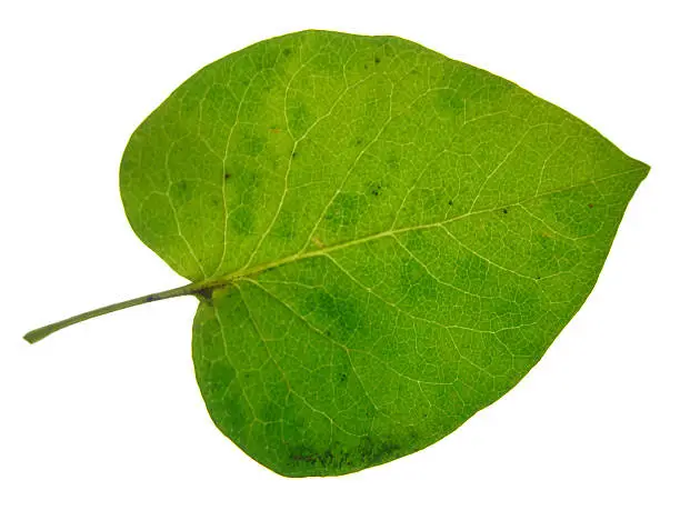 Poplar leaf texture. Photo texture for your design