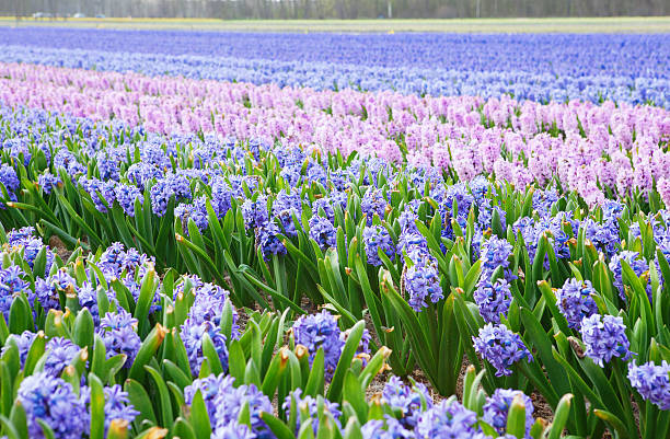 istock Beautiful hyacinth fields in Holland 514775077