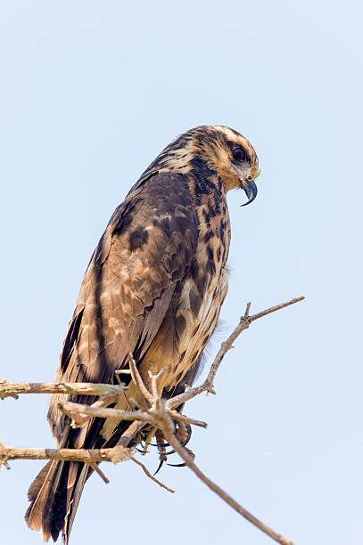 istock Female Snail Kite Facing Right 514775203