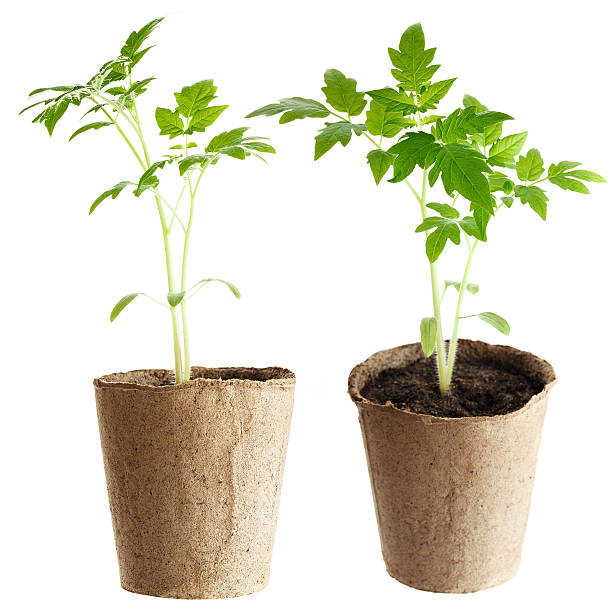 istock plant grows from  fertile soil is isolated on a white 514775419