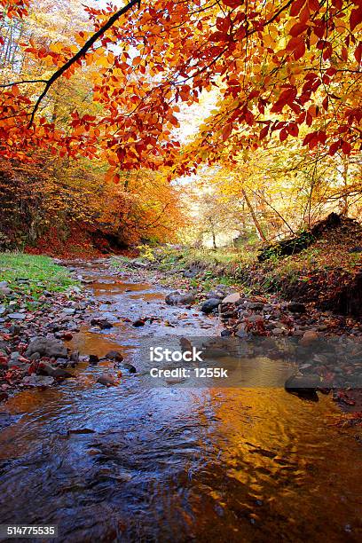 Beautiful Autumn In The Forest Stock Photo - Download Image Now - Forest, Sunlight, Agricultural Field
