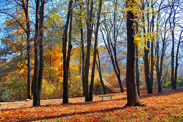 istock beautiful autumn in the forest 514775545