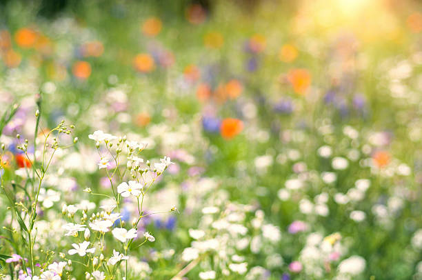 istock sommerly wildflower medow in backlit 514775798