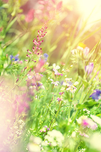 istock sommerly wildflower medow in backlit 514775832