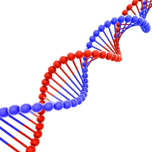 Red and Blue DNA Helix Isolated on White