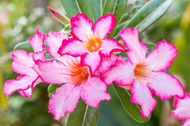 istock Pink flowers, Pink Adenium. 514776750