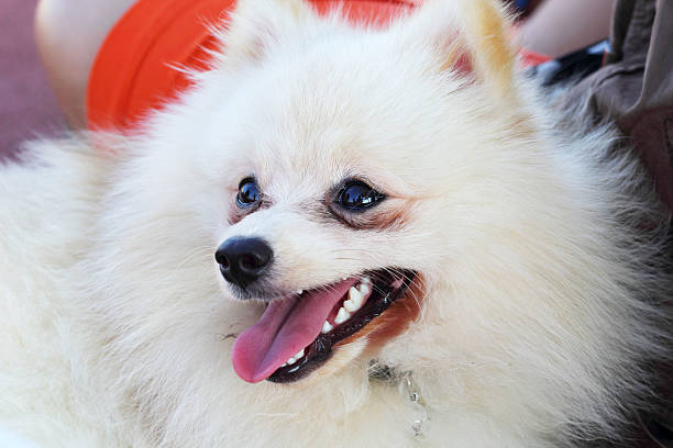 istock Portrait of a pomeranian dog 514776915