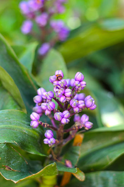 istock purple flowers in the nature 514776939