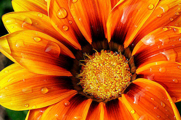 istock Reddish and orange flower in detail plane 514777064