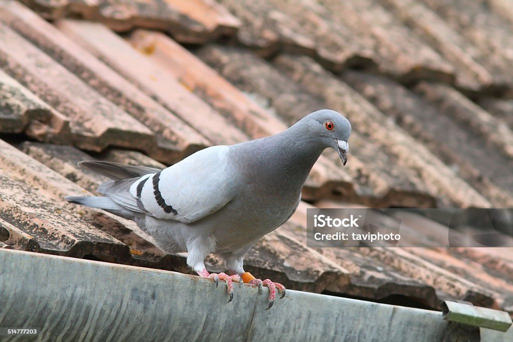 purebreed pigeon on roof beautiful purebreed pigeon standing  on roof of the house Rooftop Stock Photo