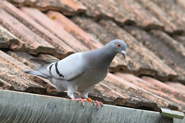 purebreed pigeon on roof stock photo
