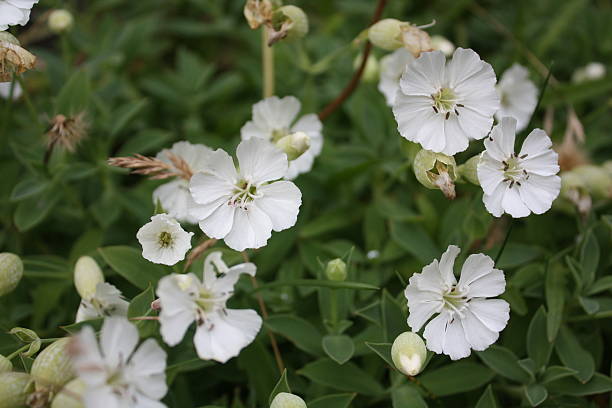 Sea Campion, Silene uniflora – Foto