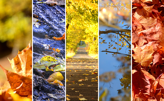 Collage of photos of autumn theme, leaves, dirt road, pool, beautiful alley