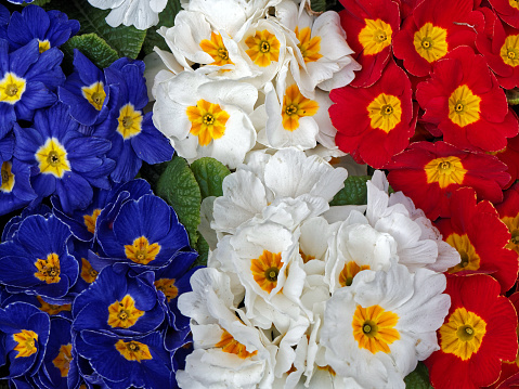 colorful primulas like the french flag