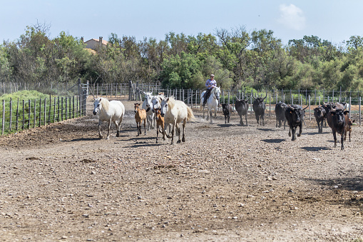 Camargue, France - August 27, 2015: Gardian (original local name of herdsman) galloping with white horses and bulls on Camargue - That 